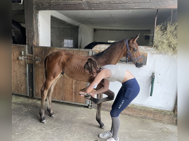 Caballo de deporte alemán Semental 1 año Castaño in Crimmitschau