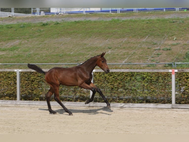 Caballo de deporte alemán Semental 1 año Castaño in Crimmitschau