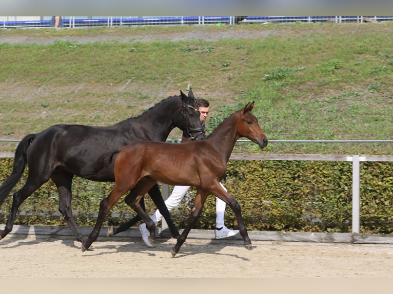 Caballo de deporte alemán Semental 1 año Castaño in Crimmitschau