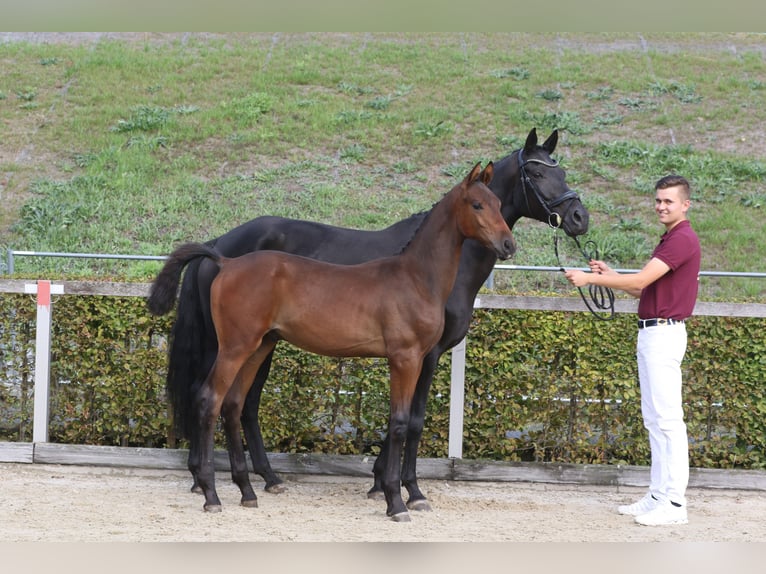 Caballo de deporte alemán Semental 1 año Castaño in Crimmitschau