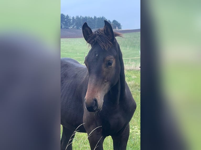 Caballo de deporte alemán Semental 1 año Castaño in Elxleben