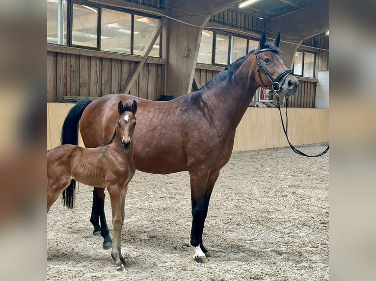 Caballo de deporte alemán Semental 1 año Castaño in Niederstetten