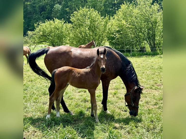 Caballo de deporte alemán Semental 1 año Castaño in Niederstetten