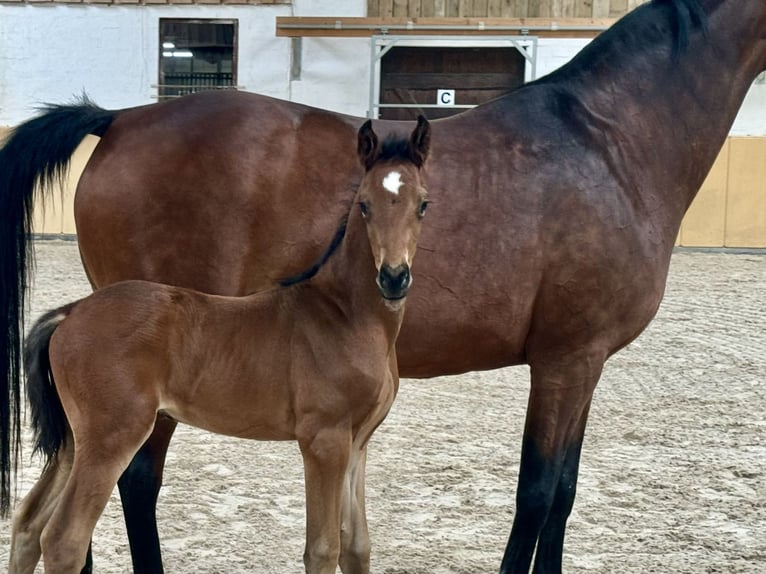 Caballo de deporte alemán Semental 1 año Castaño in Niederstetten