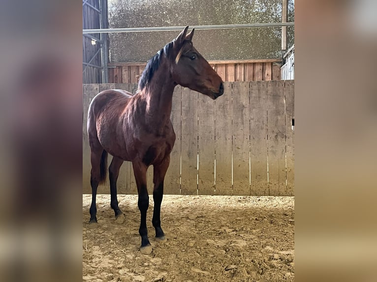 Caballo de deporte alemán Semental 1 año Castaño in Vlotho