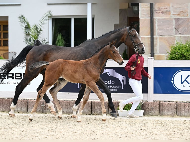 Caballo de deporte alemán Semental 1 año Castaño in Uttenweiler