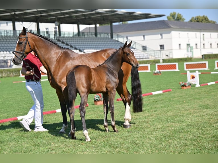 Caballo de deporte alemán Semental 1 año Castaño in Querenhorst