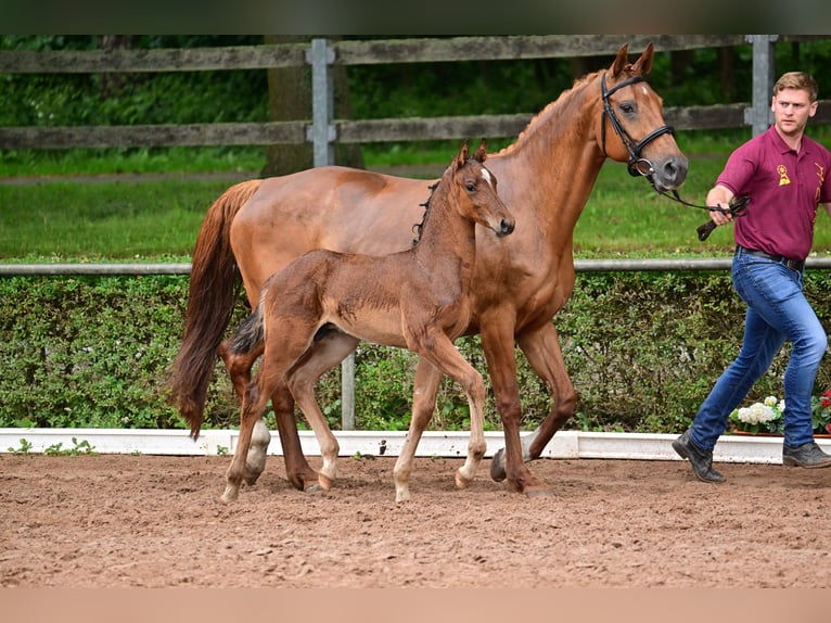 Caballo de deporte alemán Semental 1 año Castaño in Burgstall