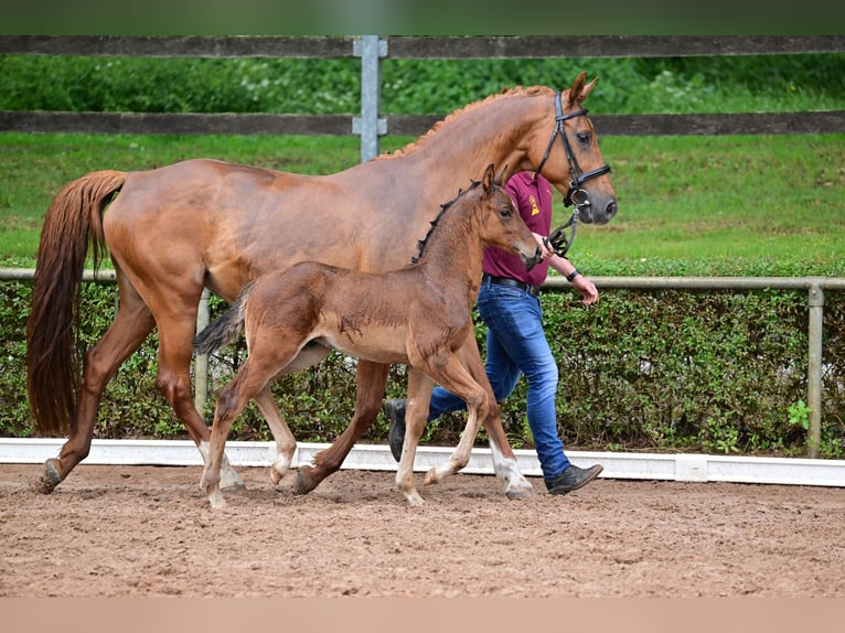 Caballo de deporte alemán Semental 1 año Castaño in Burgstall