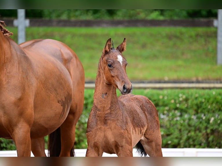 Caballo de deporte alemán Semental 1 año Castaño in Burgstall