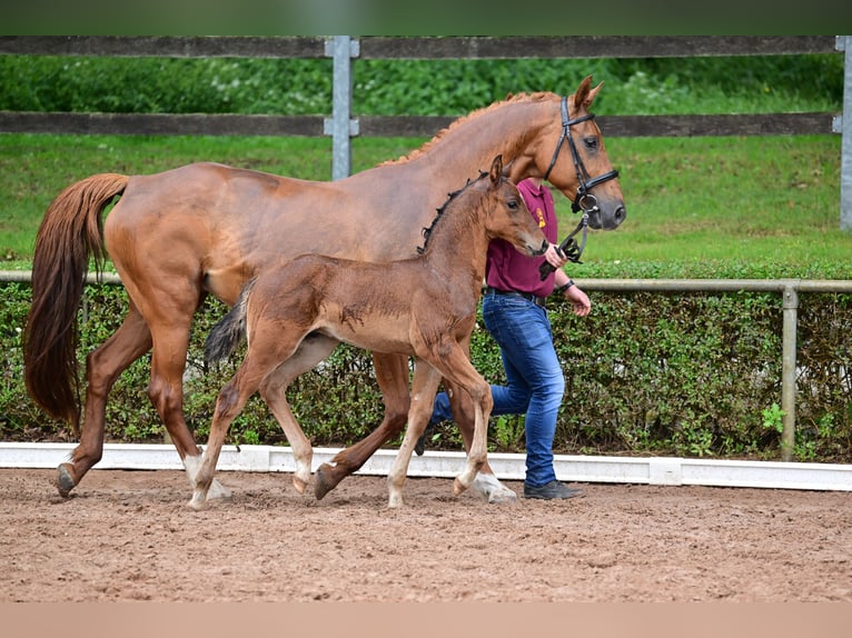 Caballo de deporte alemán Semental 1 año Castaño in Burgstall