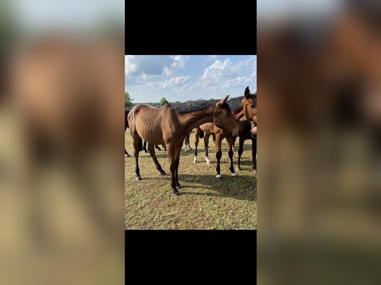 Caballo de deporte alemán Semental 1 año Castaño in Niemegk