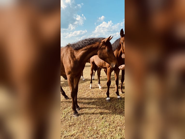 Caballo de deporte alemán Semental 1 año Castaño in Niemegk