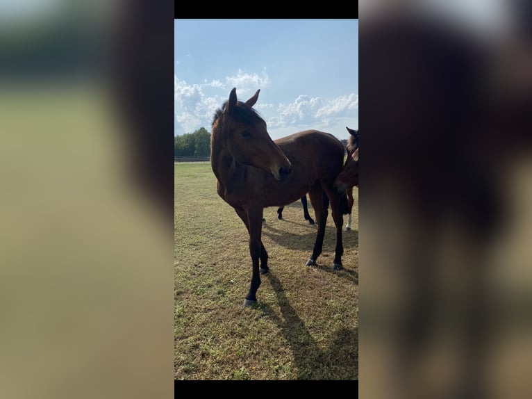 Caballo de deporte alemán Semental 1 año Castaño in Niemegk