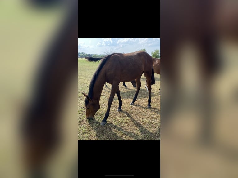 Caballo de deporte alemán Semental 1 año Castaño in Niemegk