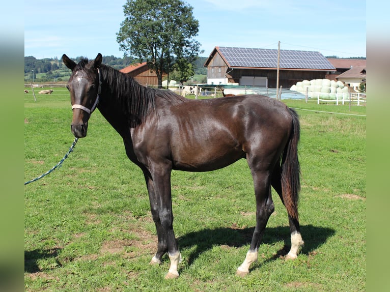 Caballo de deporte alemán Semental 1 año Castaño oscuro in Ruderatshofen