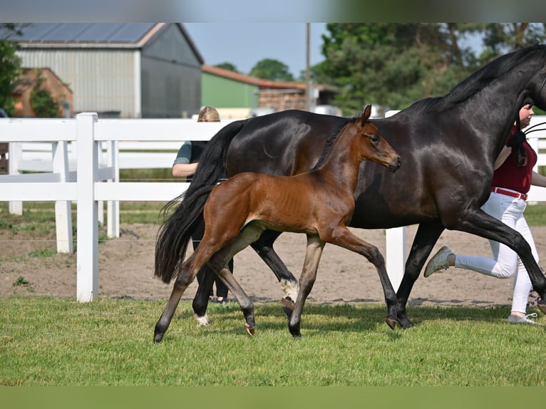 Caballo de deporte alemán Semental 1 año Castaño oscuro in Schönwalde-Glien