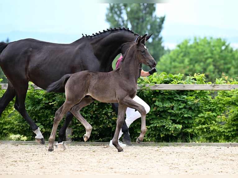 Caballo de deporte alemán Semental 1 año Castaño oscuro in München