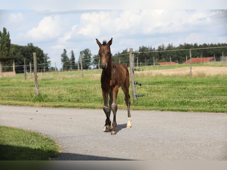 Caballo de deporte alemán Semental 1 año Castaño oscuro in Postmünster
