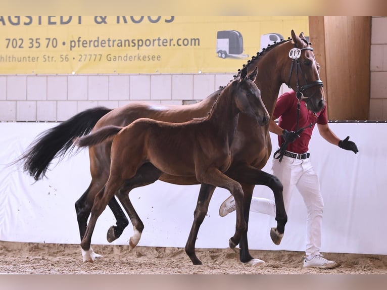 Caballo de deporte alemán Semental 1 año Castaño oscuro in Wustermark