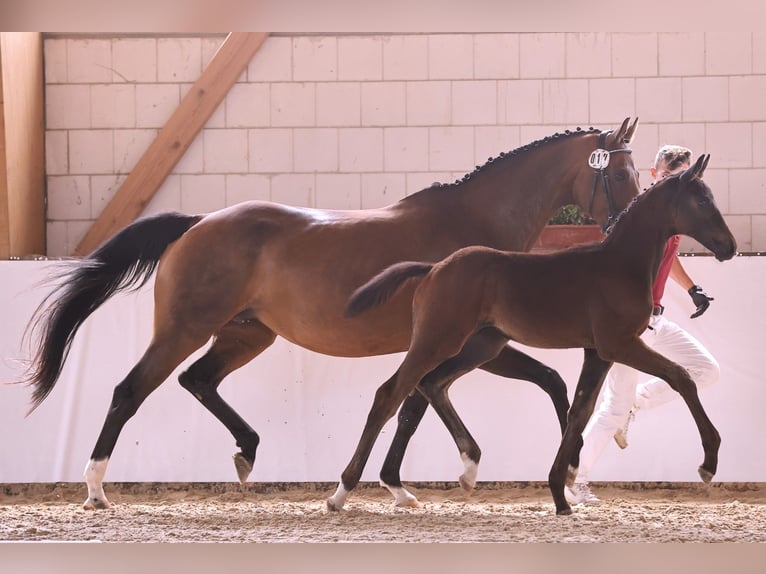 Caballo de deporte alemán Semental 1 año Castaño oscuro in Wustermark
