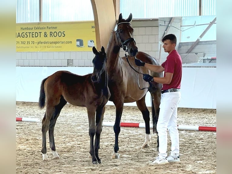 Caballo de deporte alemán Semental 1 año Castaño oscuro in Wustermark