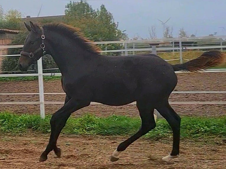Caballo de deporte alemán Semental 1 año Castaño oscuro in Wustermark