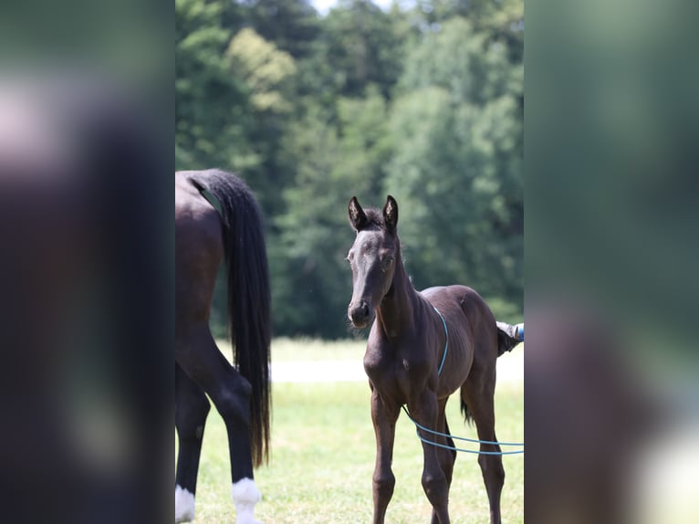 Caballo de deporte alemán Semental 1 año Morcillo in Postmünster