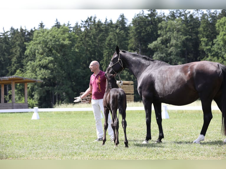 Caballo de deporte alemán Semental 1 año Morcillo in Postmünster
