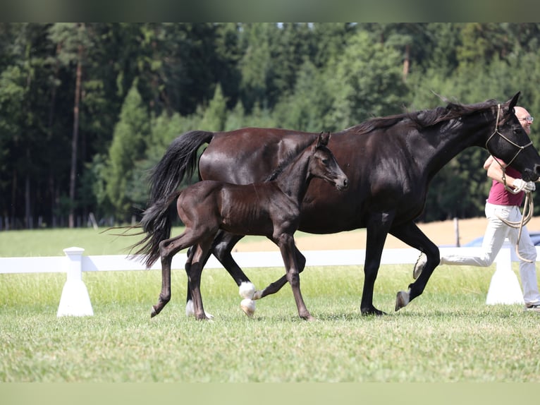 Caballo de deporte alemán Semental 1 año Morcillo in Postmünster