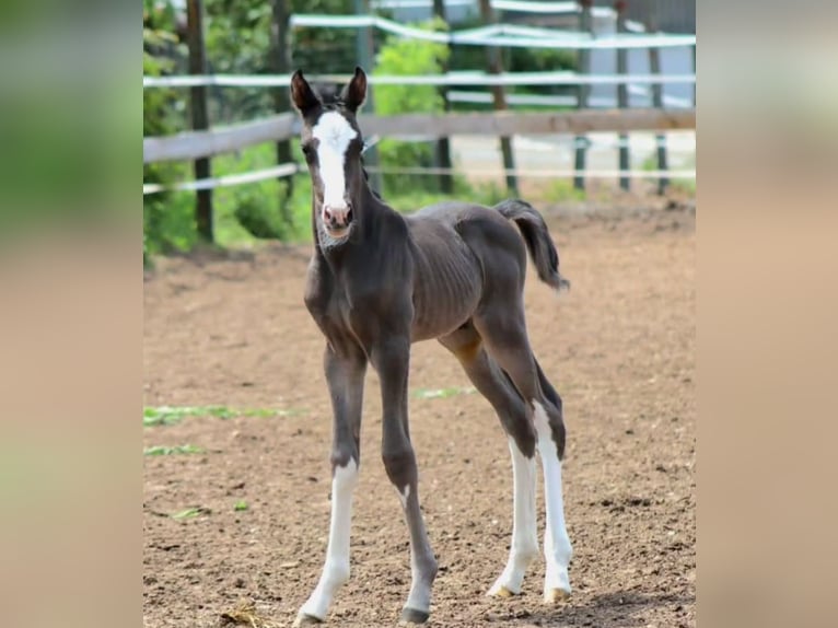 Caballo de deporte alemán Semental 1 año Morcillo in Burgthann