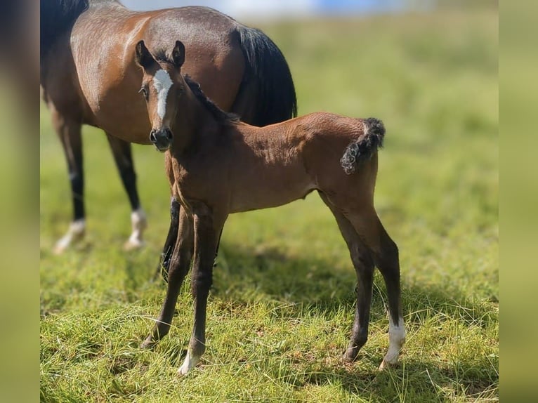 Caballo de deporte alemán Semental 1 año Musgo in Bad König