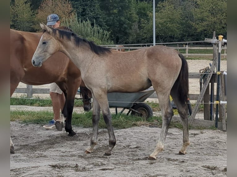 Caballo de deporte alemán Semental 1 año Musgo in Bad König