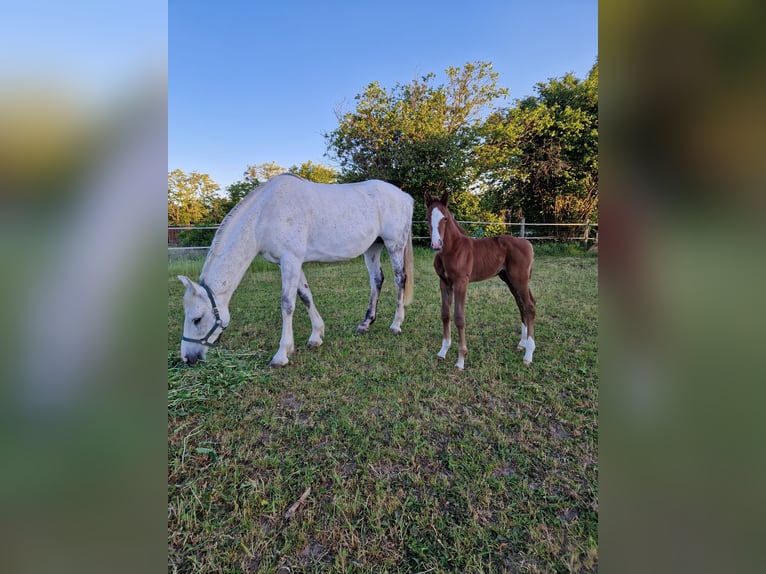 Caballo de deporte alemán Semental 1 año Musgo in Märkische Höhe