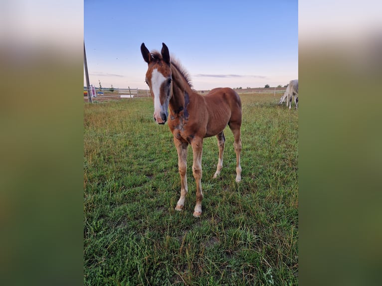 Caballo de deporte alemán Semental 1 año Musgo in Märkische Höhe