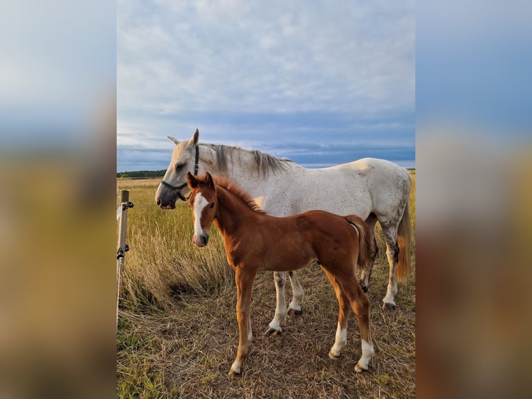 Caballo de deporte alemán Semental 1 año Musgo in Märkische Höhe