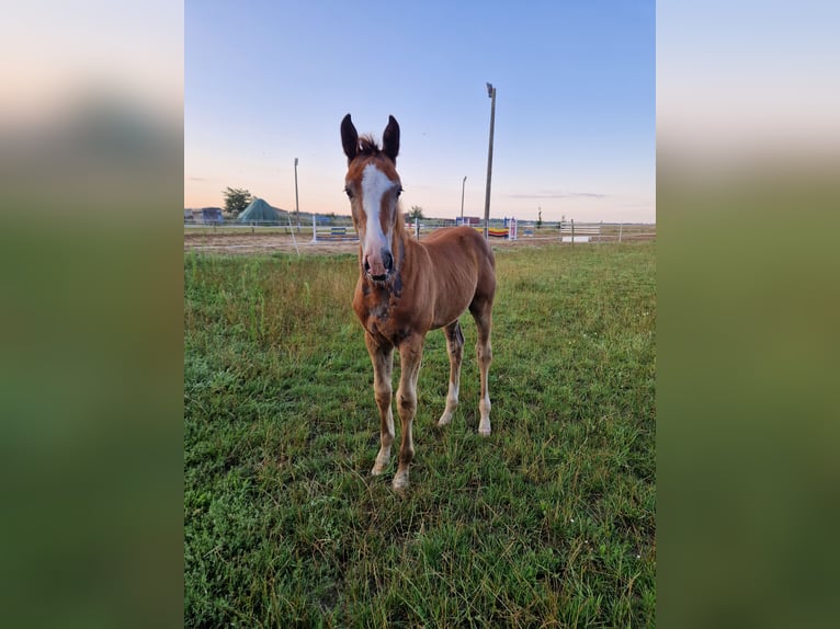 Caballo de deporte alemán Semental 1 año Musgo in Märkische Höhe