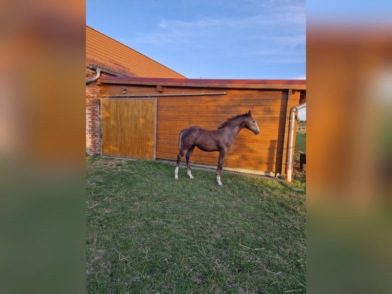 Caballo de deporte alemán Semental 1 año Musgo in Märkische Höhe