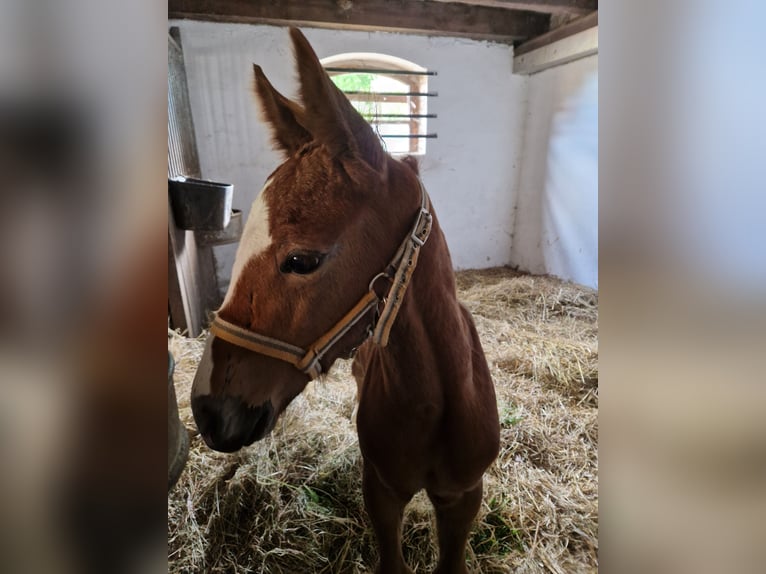 Caballo de deporte alemán Semental 1 año Musgo in Märkische Höhe