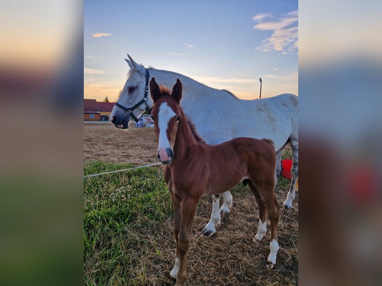 Caballo de deporte alemán Semental 1 año Musgo in Märkische Höhe