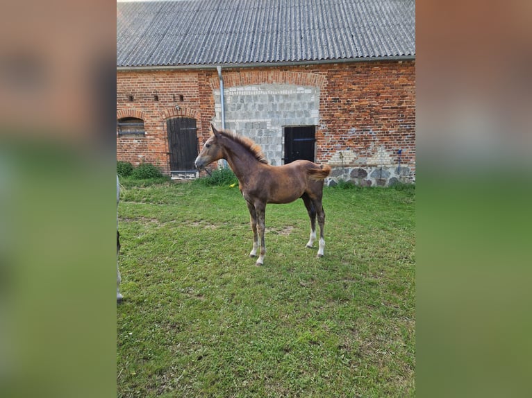 Caballo de deporte alemán Semental 1 año Musgo in Märkische Höhe