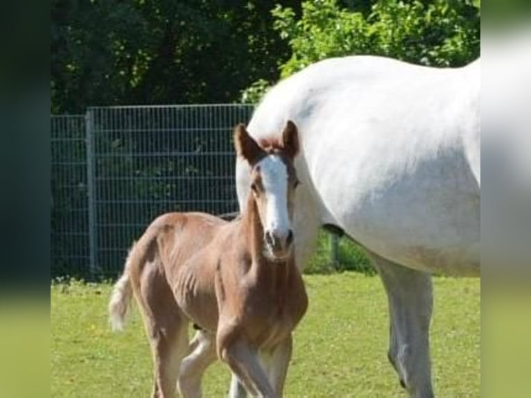 Caballo de deporte alemán Semental 1 año Musgo in Bretten