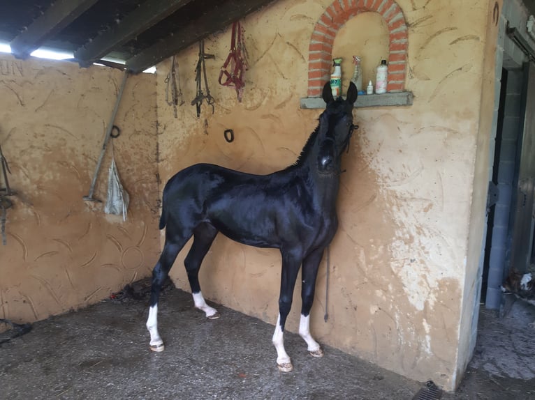 Caballo de deporte alemán Semental 1 año Negro in La sierra Pola De Laviana)  Asturias