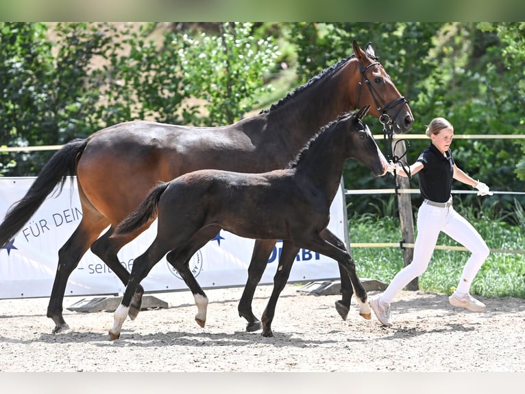 Caballo de deporte alemán Semental 1 año Negro in Niederstetten