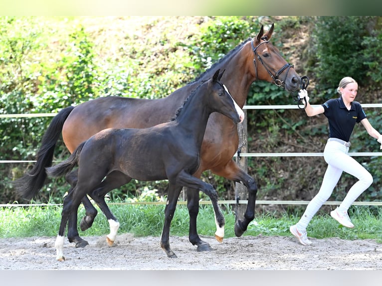 Caballo de deporte alemán Semental 1 año Negro in Niederstetten