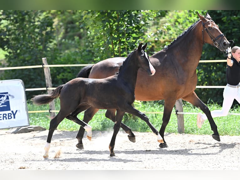 Caballo de deporte alemán Semental 1 año Negro in Niederstetten