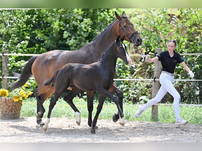 Caballo de deporte alemán Semental 1 año Negro in Niederstetten