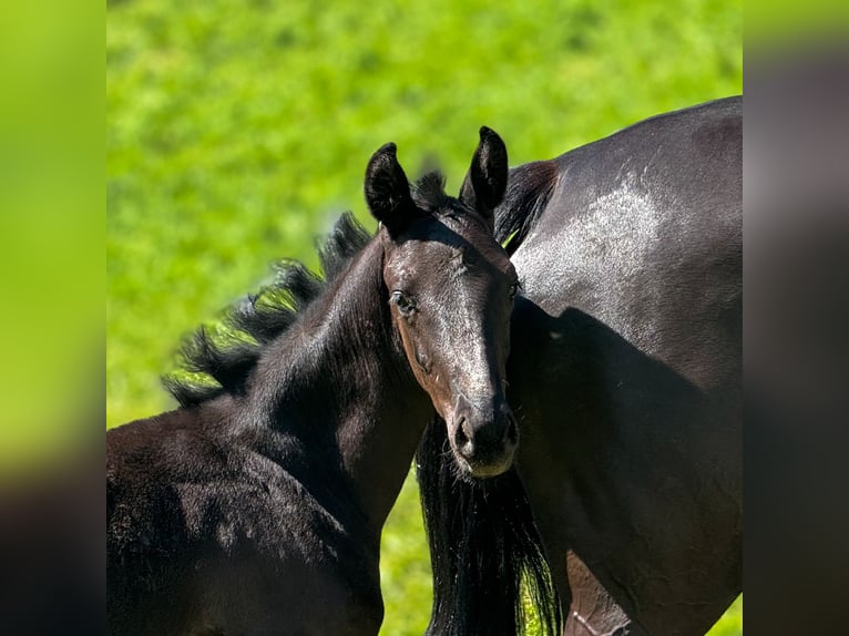 Caballo de deporte alemán Semental 1 año Negro in Niederstetten