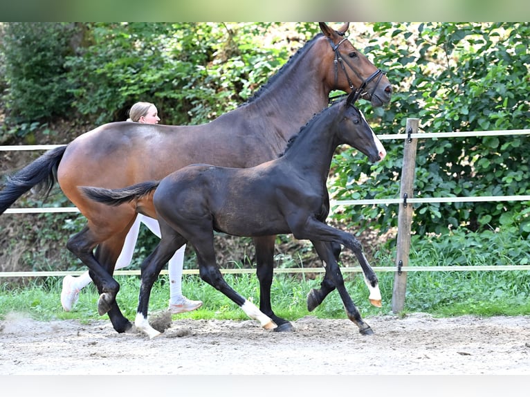 Caballo de deporte alemán Semental 1 año Negro in Niederstetten