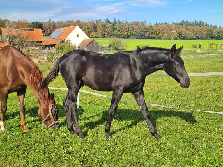 Caballo de deporte alemán Semental 1 año Negro in Schwendi